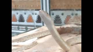 Vipera in Algeria