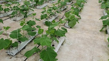 Nhà màng trồng dưa leo công nghệ cao