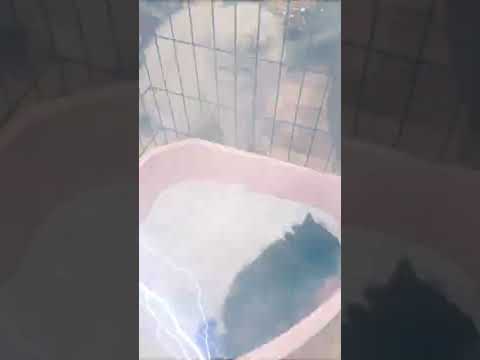 وقتی بابی اولین بار رفت دستشویی با نظازت دنی کوچولو Catvideos Catcutekittenvideo Persiancat Cat