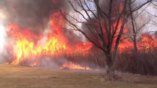 Phragmites Burn at Golf Course
