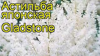 Астильба японская Глэдстоун (Gladstone). Краткий обзор, описание характеристик, где купить рассада Астильба японская Глэдстоун (Gladstone). Краткий обзор, описание характеристик, где купить рассада