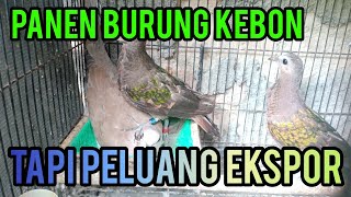 PANEN ANAKAN BURUNG DELIMUKAN