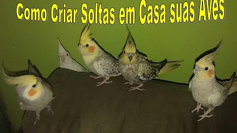 Como deixar a calopsita solta em casa?