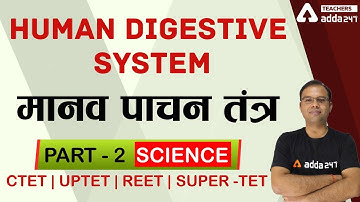CTET/REET/UPTET/SUPER-TET | Science | Human Digestive System #2