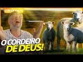 CORRIEDALE, O CORDEIRO DE DEUS! | RICHARD RASMUSSEN