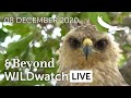 WILDwatch Live | 08 December, 2020 | Morning Safari | South Africa