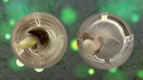 CNR-ISB video SPIN FERT: "the hidden world inside seeds: a green revolution"