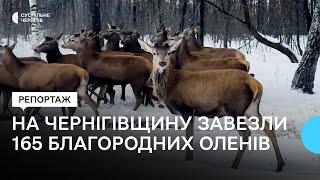 На Чернігівщину завезли 165 благородних оленів