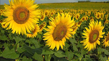 ¿Por qué los girasoles sólo miran hacia el este?