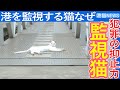 港猫ニュース「港を監視する猫!!なぜ・・・!?」