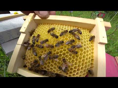 ОТБОР ПЛОДНЫХ МАТОК ИЗ НУКЛЕУСОВ, КОГДА И КАК ЗАСЕЛИТЬ СНОВА ТУДА МАТКУ
