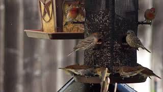 : The American Robin: A Harbinger of Spring**🐦
