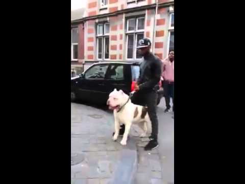 the biggest white pitbull in the world 