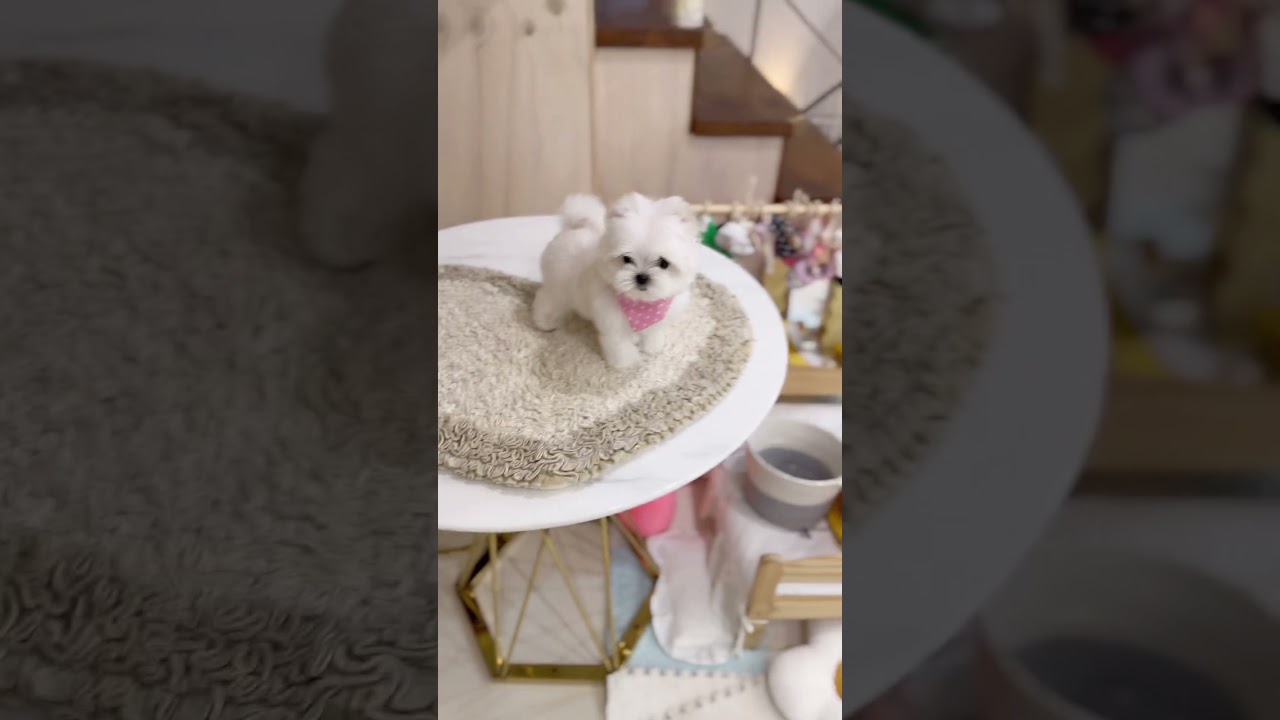Most cute teacup Maltese in the world !!