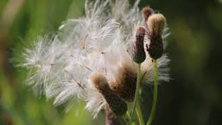 Wildlife At Carburn Park Aug 2020