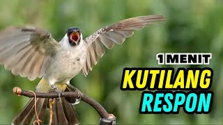 Download Lagu Pancingan Agar Kutilang Fighter Ampuh Naikan Emosi dan Bikin Gacor MP3