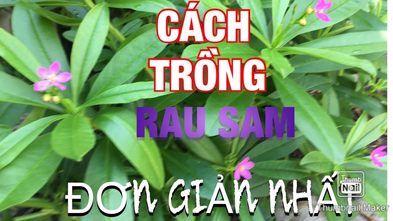 Cây sâm đất /cây rau sam /cách trồng và công dụng tuyệt vời của cây sâm ...