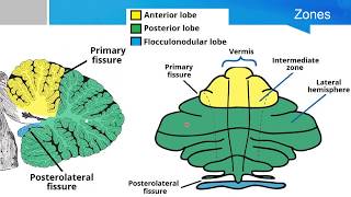 Neurosurgery written board crash course - cerebellum part 1 Neurosurgery Written Board Crash Course Neocortical Layers