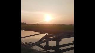 SUNSET DI SAWAH PADI TANJUNG KARANG