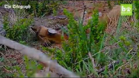 Python swallowing  impala