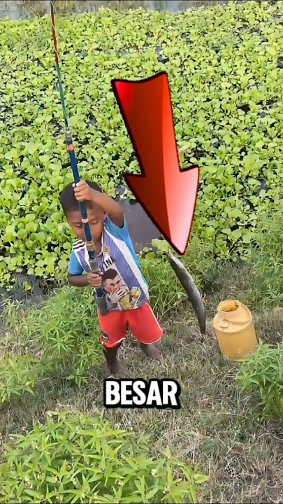 Lihat Anak ini Mancing Dapat ikan lele Besar ‼️#shorts #fishing #mancing