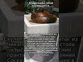 О собаках и их хозяевах.