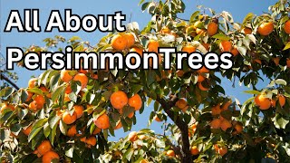 Exploring Persimmon Trees: Basics of What You Should Know