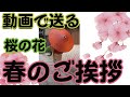 動画で送る３月のご挨拶・桜の花に和装の女性や和菓子のイラストとはらはら舞う桜の花びらのアニメーション動画のグリーティングカードです。フリー素材ではありません、URLをコピーしてご利用ください。