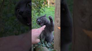 Angry Gray Cat Both Slaps And Bites.