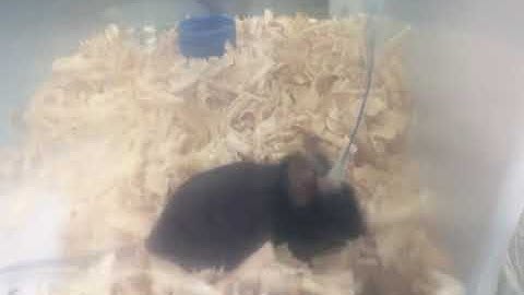 Awake animal microdialysis from rodents