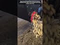 Efficient Automated Potato Slicing Technology For Modern Cattle Farming