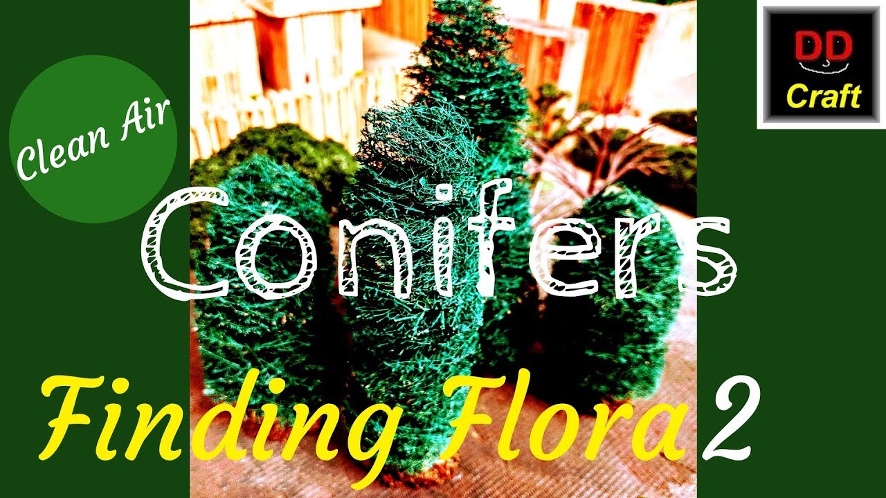 Clean Air Conifers! Finding Flora 2 YouTube