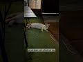 A cat that isn’t afraid of me!