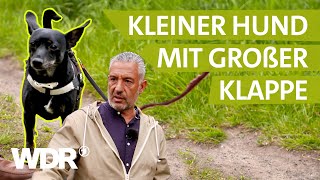 Angriffslustig: Wie kann man 'Batman' beruhigen? | Hunde verstehen | S04/E01 | WDR