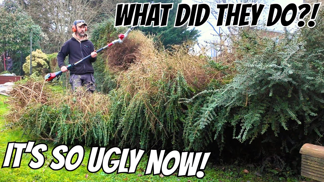 Сможем ли мы спасти эту живую изгородь после того, как соседи чуть её не уничтожили?
