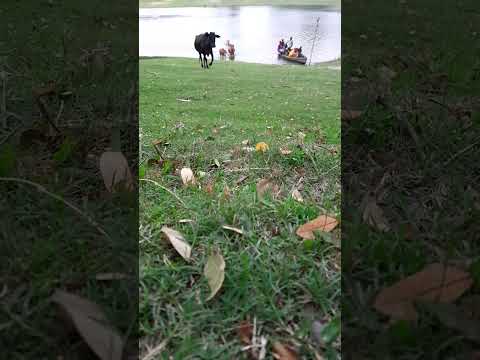 natural beauty. village view. river view. short video. youtube video.