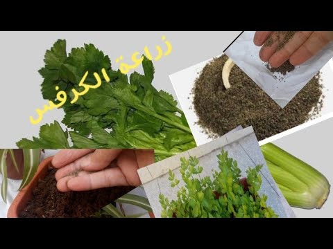 فيديو: زراعة واستخدام الكرفس وأنواعه وأصنافه