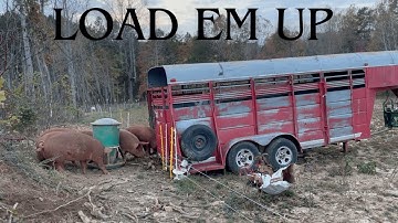 EP. 77 | How We Load Pigs with Ease | Practice Makes Perfect