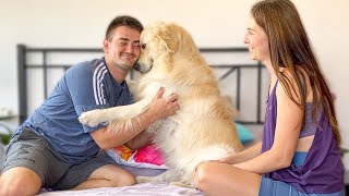 Сute Golden Retriever thinks He is our Baby