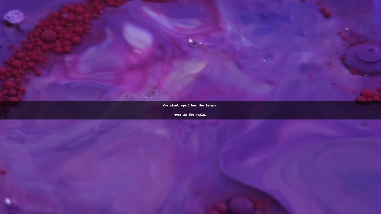 The giant squid has the largest eyes in the world.