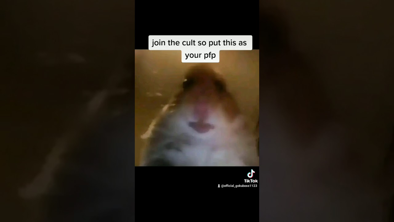 Hamster Cult Tiktok Funny Pfp Lana 039 S Cult Happened To Cause Chaos On Tiktok Has Many Had Changed Their Profile Picture To That Of The Singer
