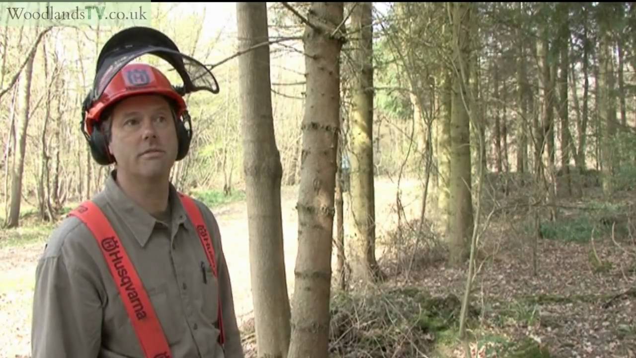 Felling a tree part 2 - YouTube
