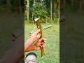 Bamboo creations with  date plam slingshots #bamboo #slingshots #diy