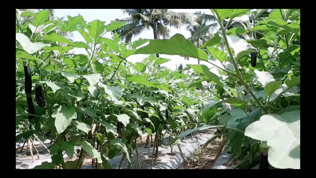 How to grow high yielding eggplant in Davao using the 13 fertilizer combination. YouTube