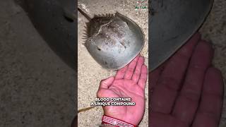 How Horseshoe Crab Saves Human Lives?