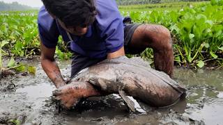 Hand Fishing Video 2026. Amazing Boy Is Catching Big Catfish From Under The Water Hyacinth.