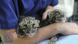 Clouded Leopard cubs at Point Defiance Zoo & Aquarium - 1 month old