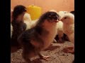 цыплята брамы,1 нелеля