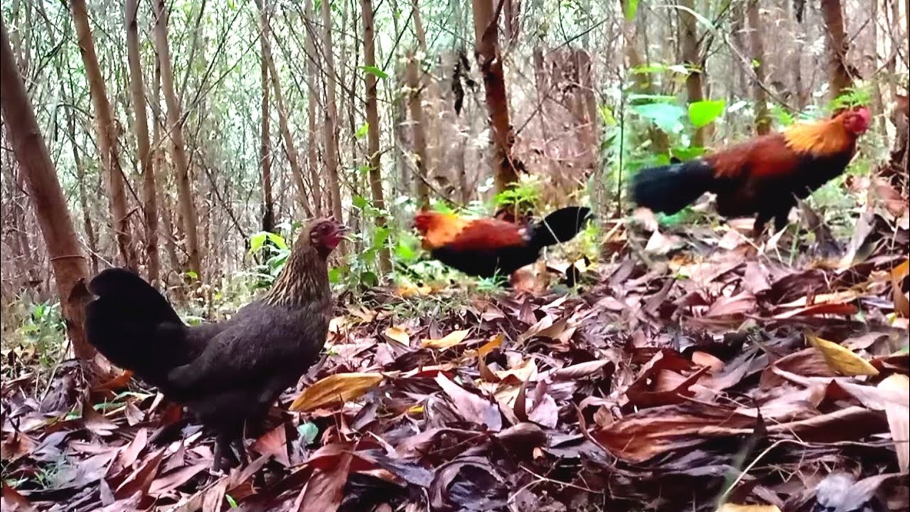 Bẫy gà rừng bằng gà mái mồi và cái kết | Thích Săn Bẫy