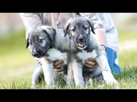 Video: Foodie Pooches Geef Seattle Barkery Food Truck 4 poten omhoog